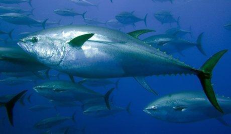 金枪鱼片图片,海洋美味，营养之选