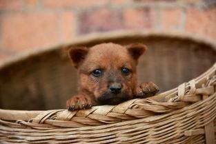 狗仔图片,狗仔镜头下的明星风采